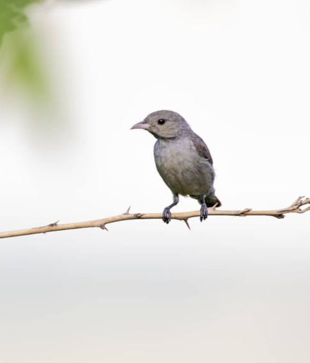 Pale-billed Flowerpecker - ML642097191