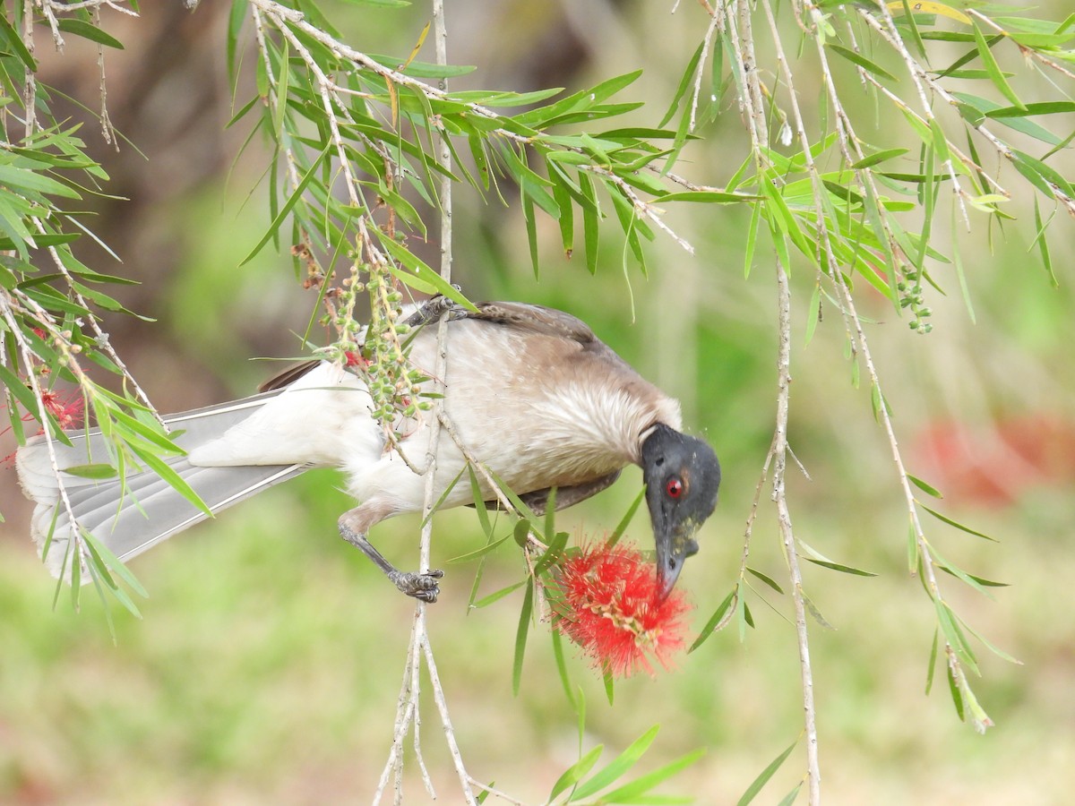 Noisy Friarbird - ML642097192