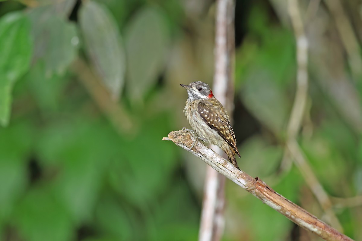 Sulawesi Pygmy Woodpecker - ML642097193