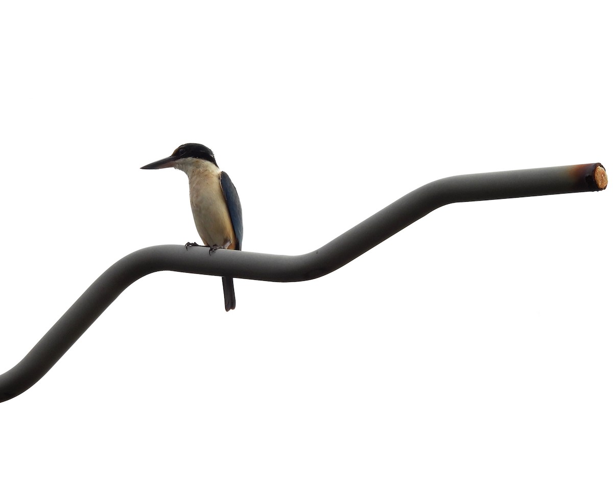 Sacred Kingfisher - ML642097194