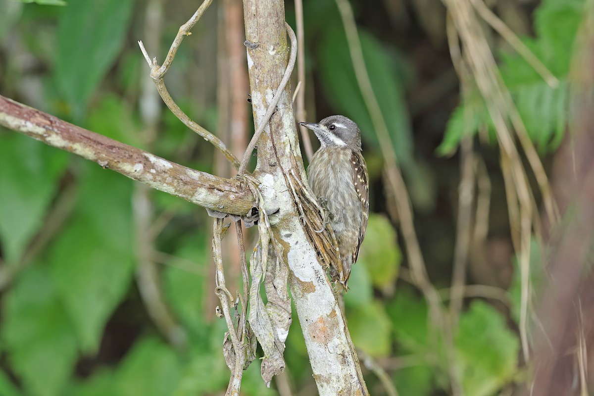 Sulawesi Pygmy Woodpecker - ML642097195