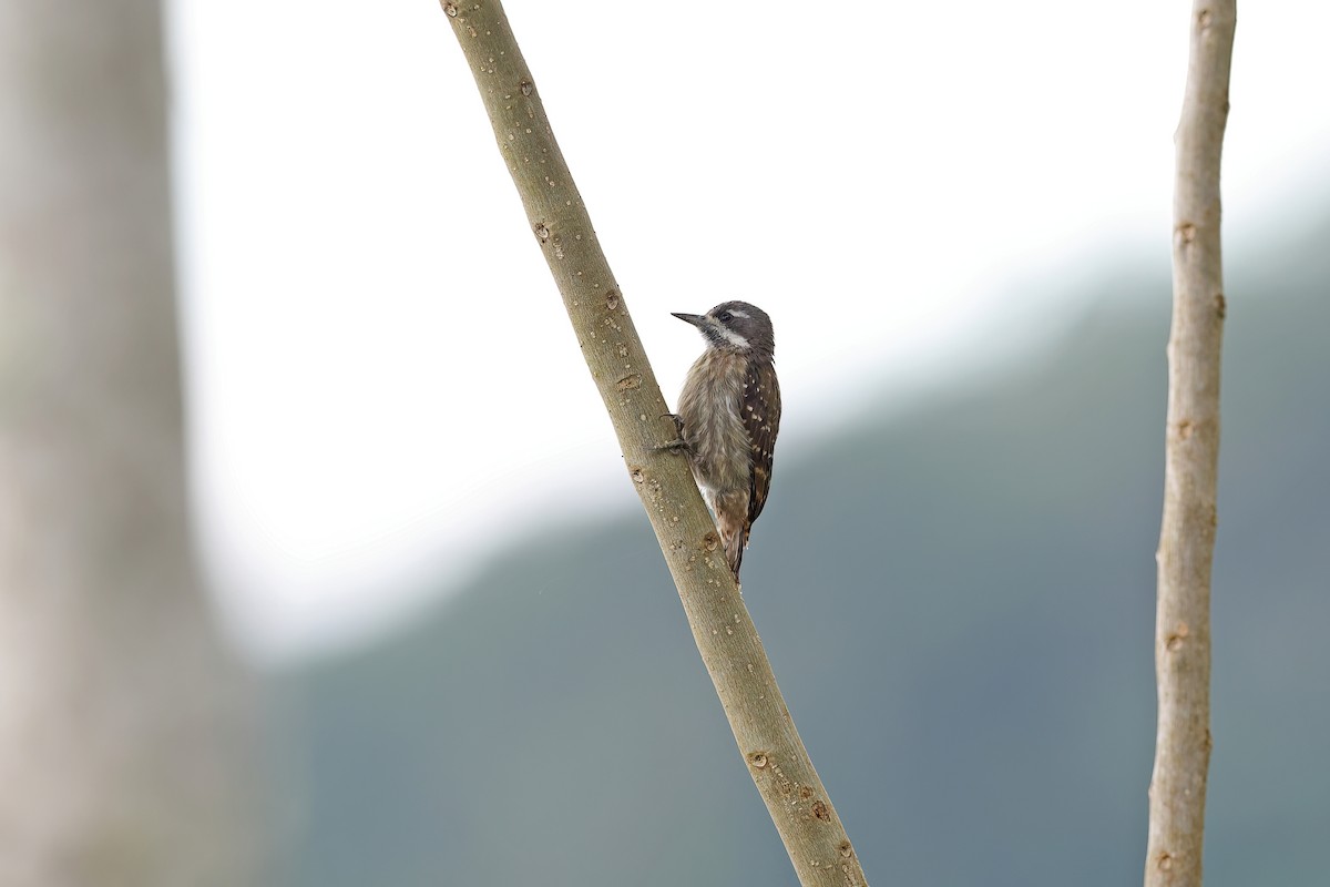 Sulawesi Pygmy Woodpecker - ML642097196