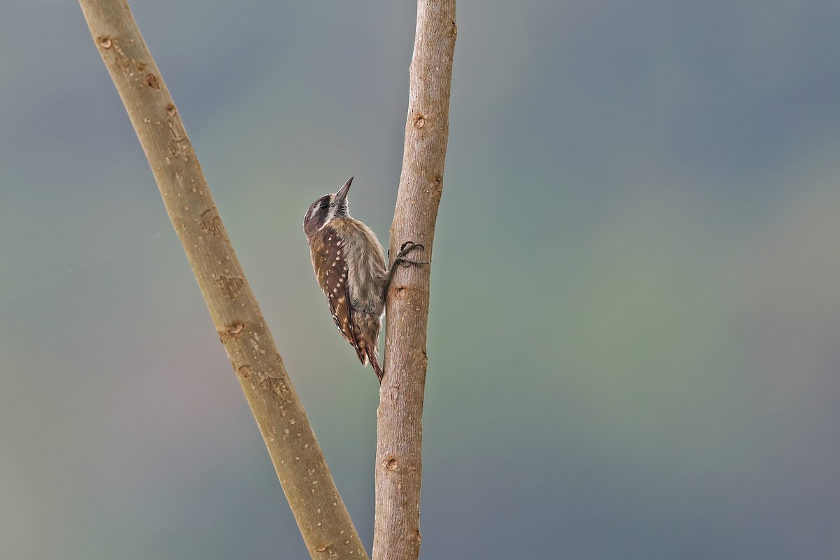Sulawesi Pygmy Woodpecker - ML642097200
