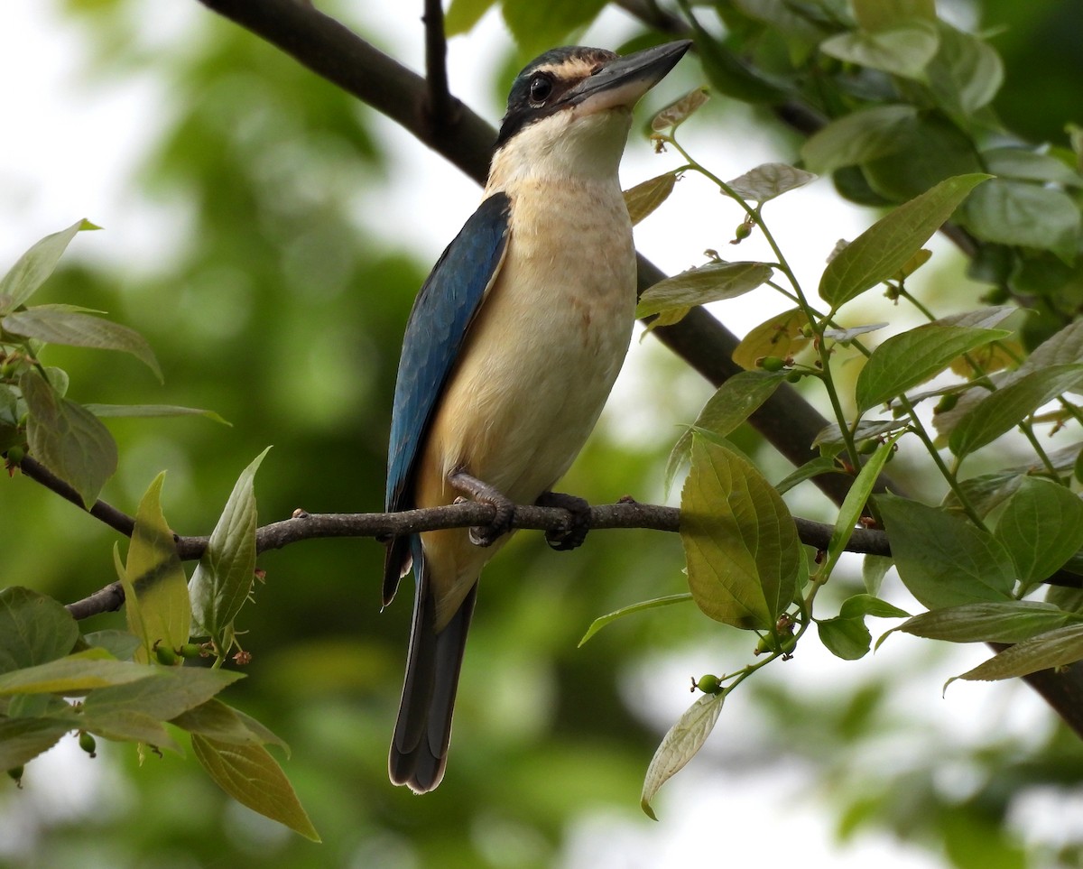 Sacred Kingfisher - ML642097208