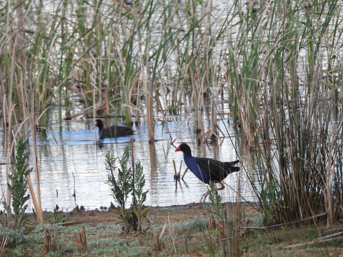 Australasian Swamphen - ML642097209
