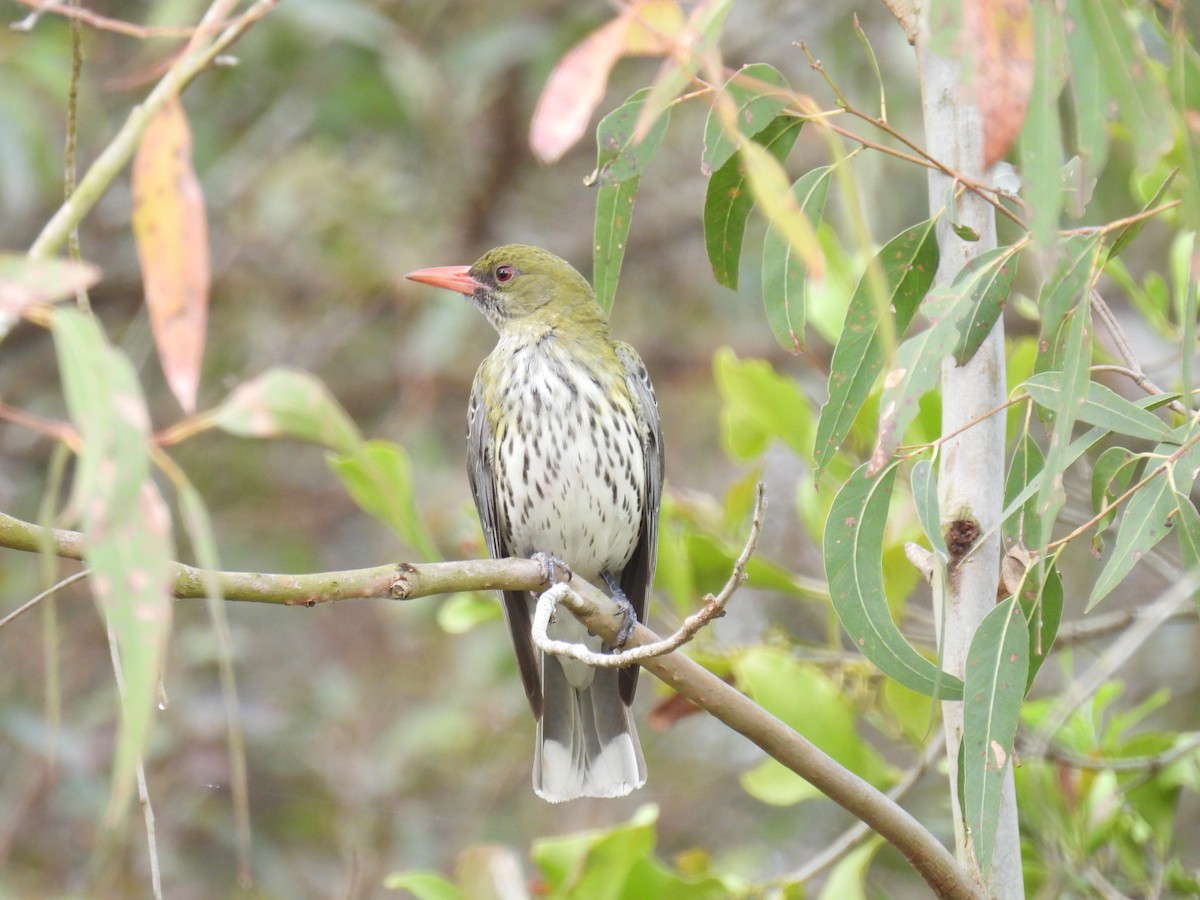 Olive-backed Oriole - ML642097210