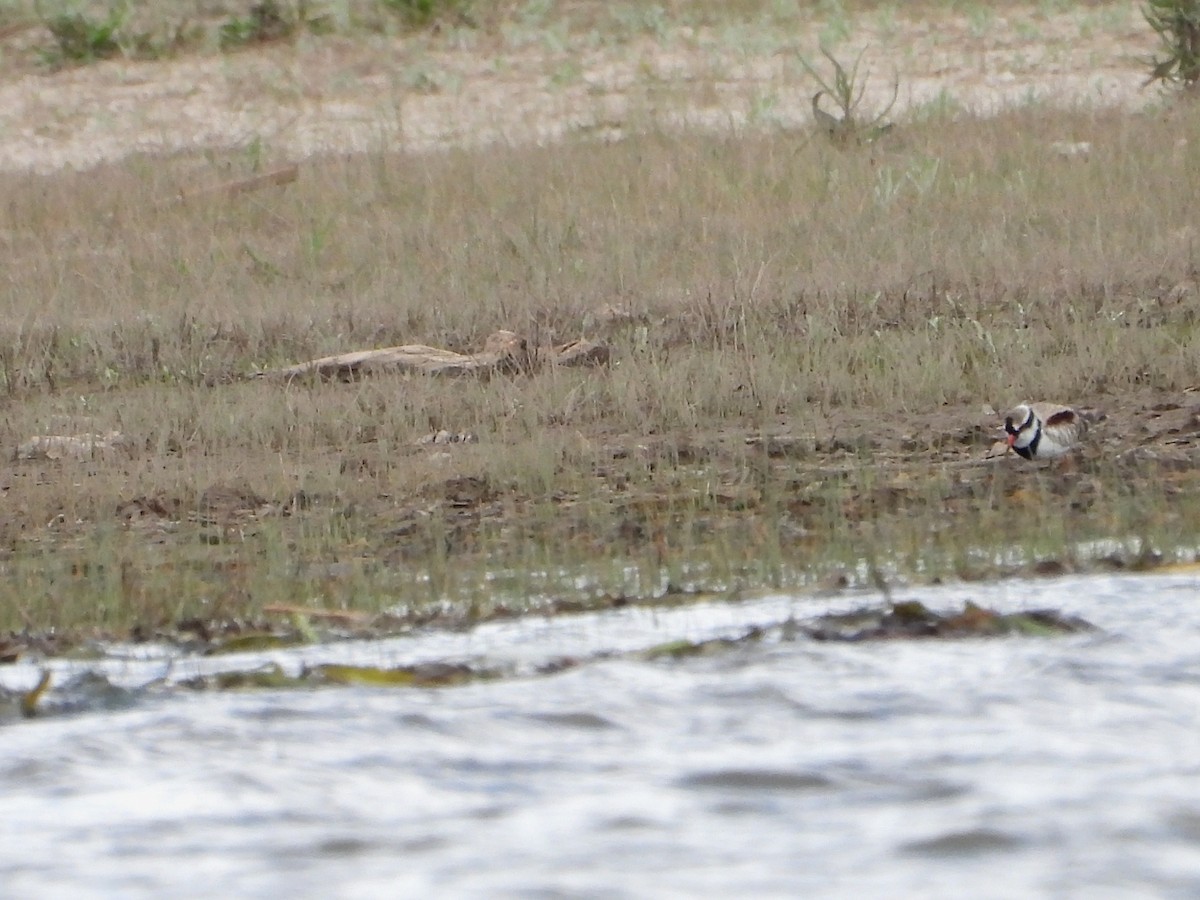 Black-fronted Dotterel - ML642097223