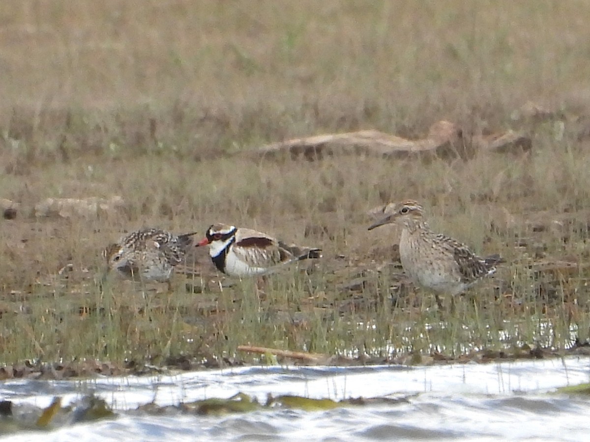 Black-fronted Dotterel - ML642097226