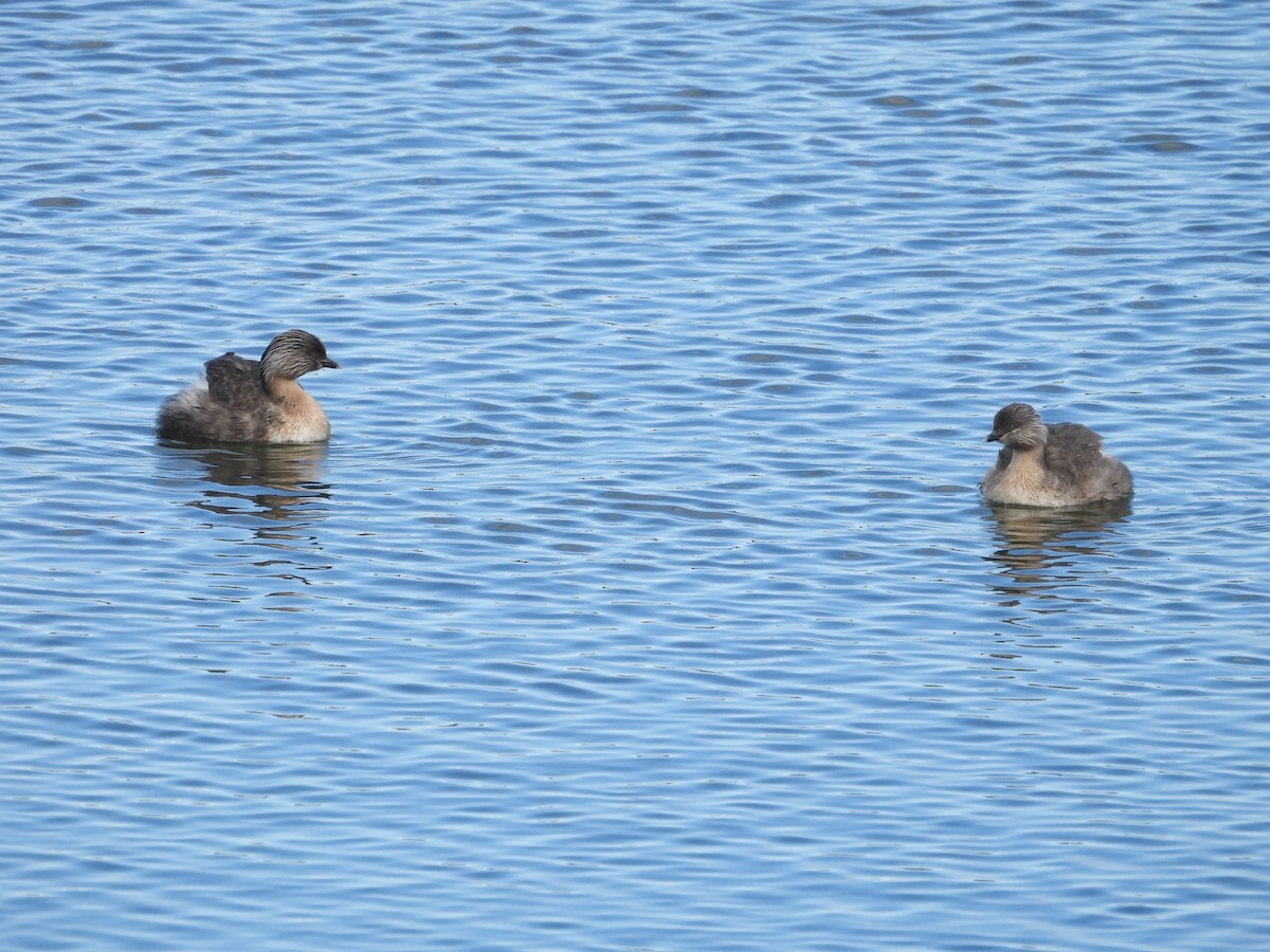 Hoary-headed Grebe - ML642097234