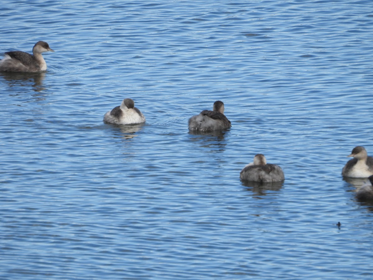 Hoary-headed Grebe - ML642097235