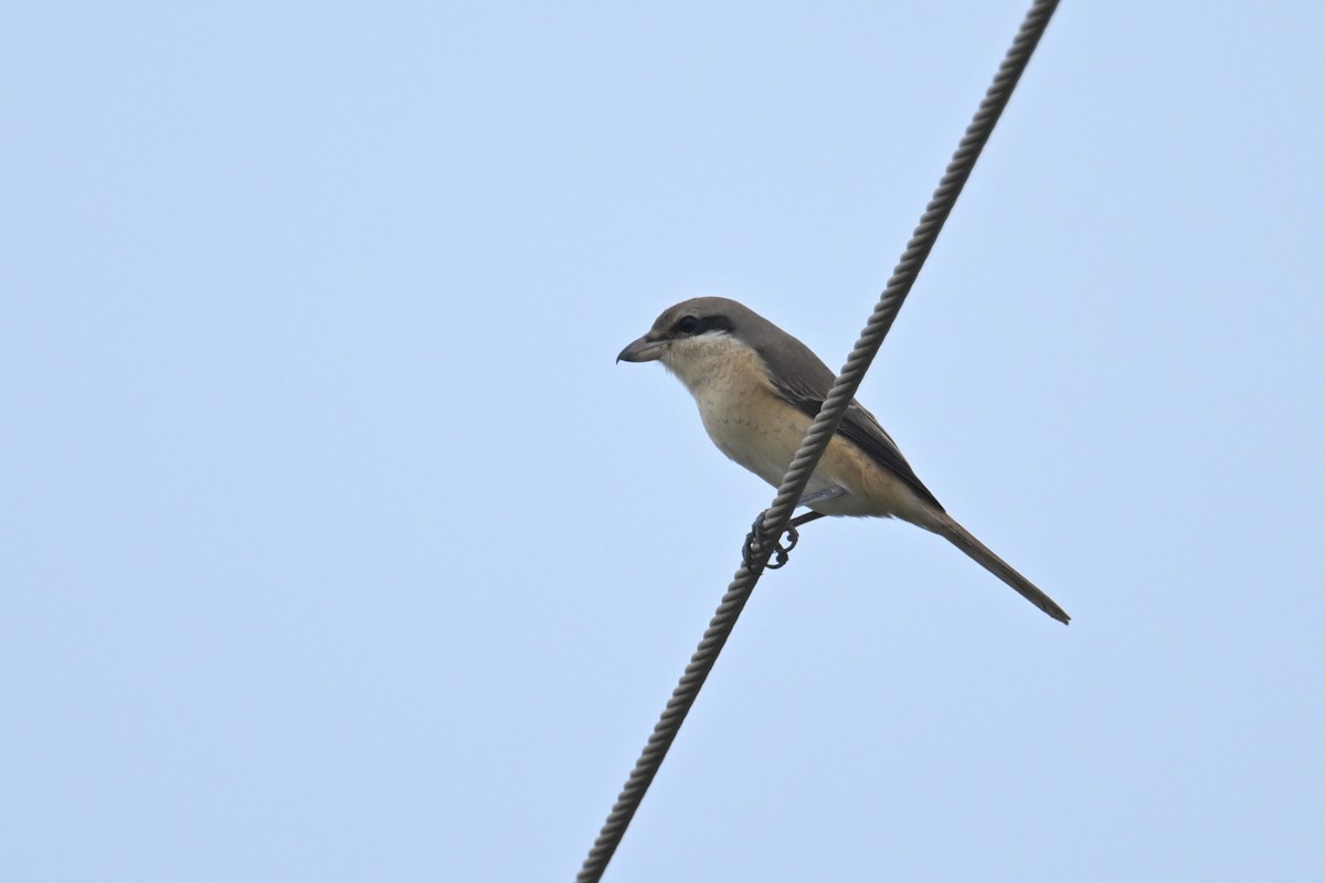 Brown Shrike - ML642097247