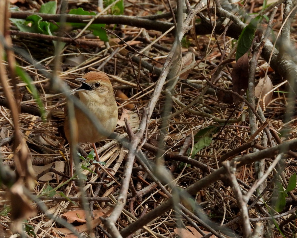Tawny Grassbird - ML642097251