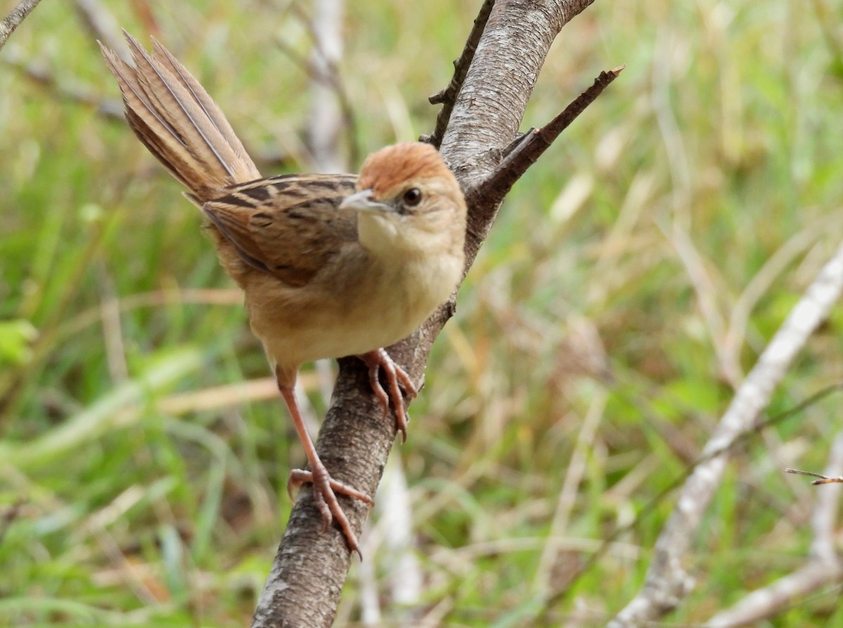 Tawny Grassbird - ML642097252