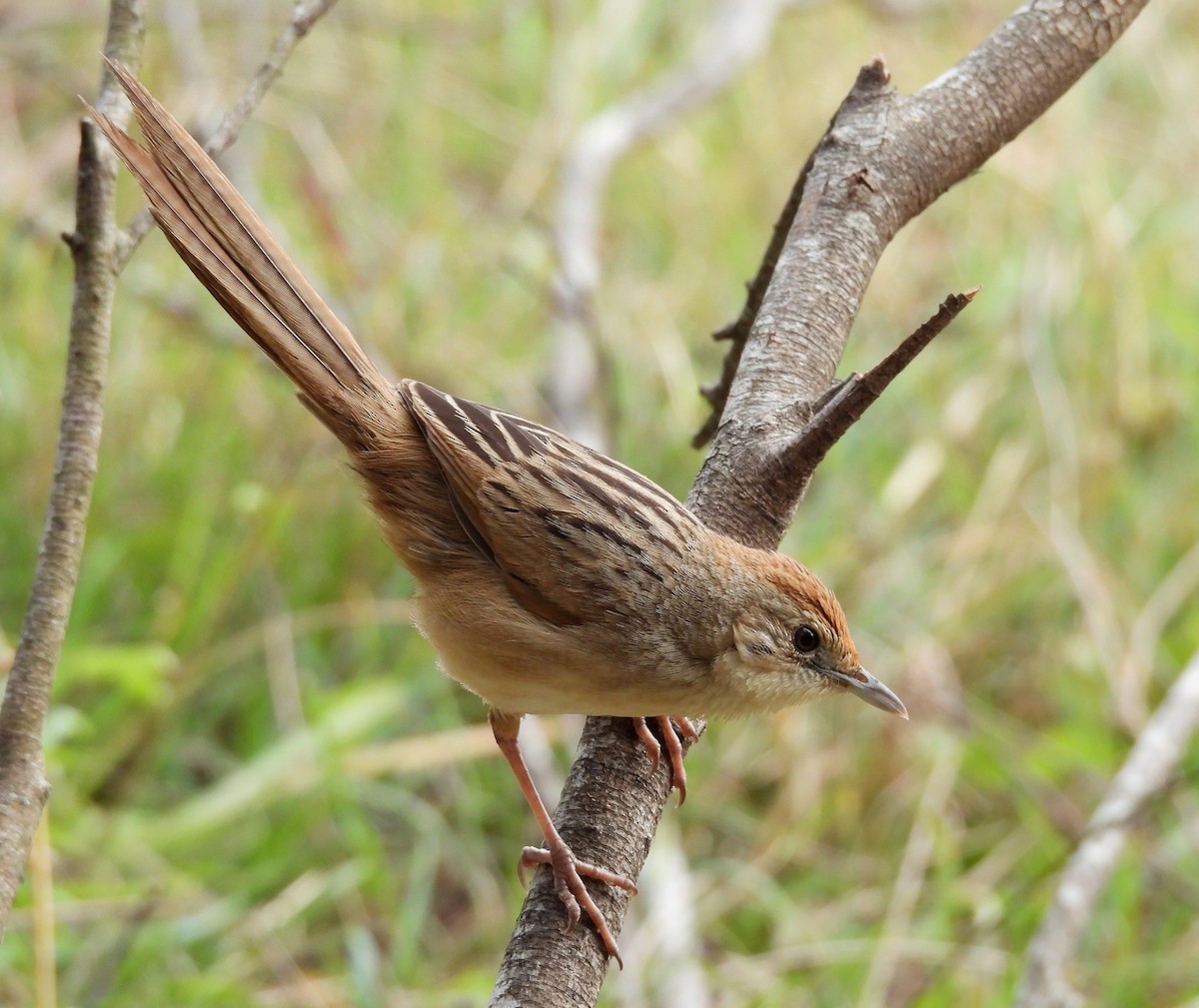 Tawny Grassbird - ML642097254