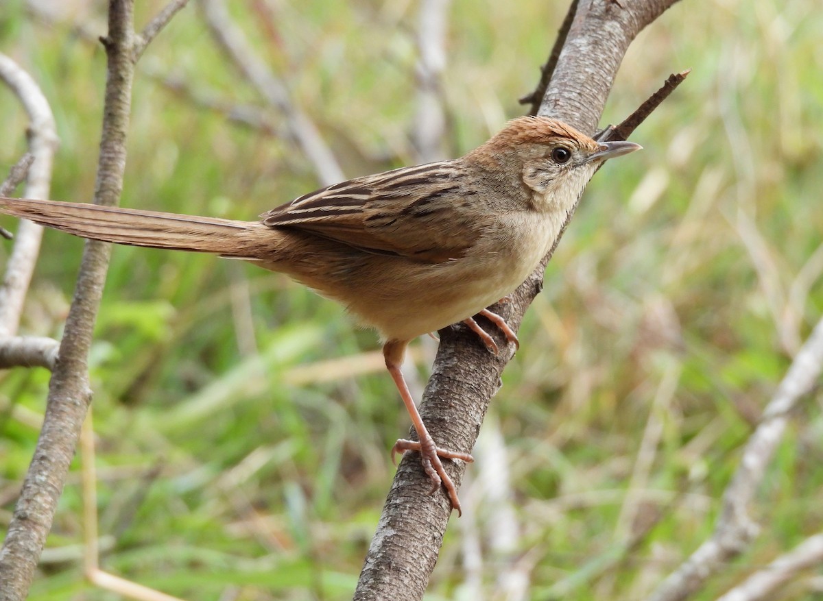Tawny Grassbird - ML642097260