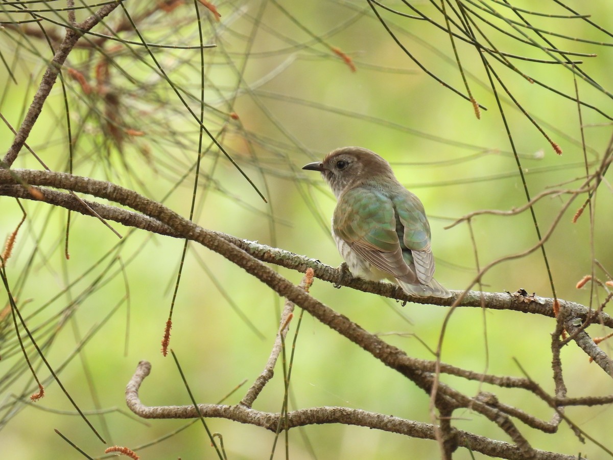 Shining Bronze-Cuckoo - ML642097274