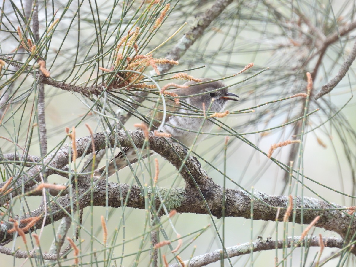 Shining Bronze-Cuckoo - ML642097275