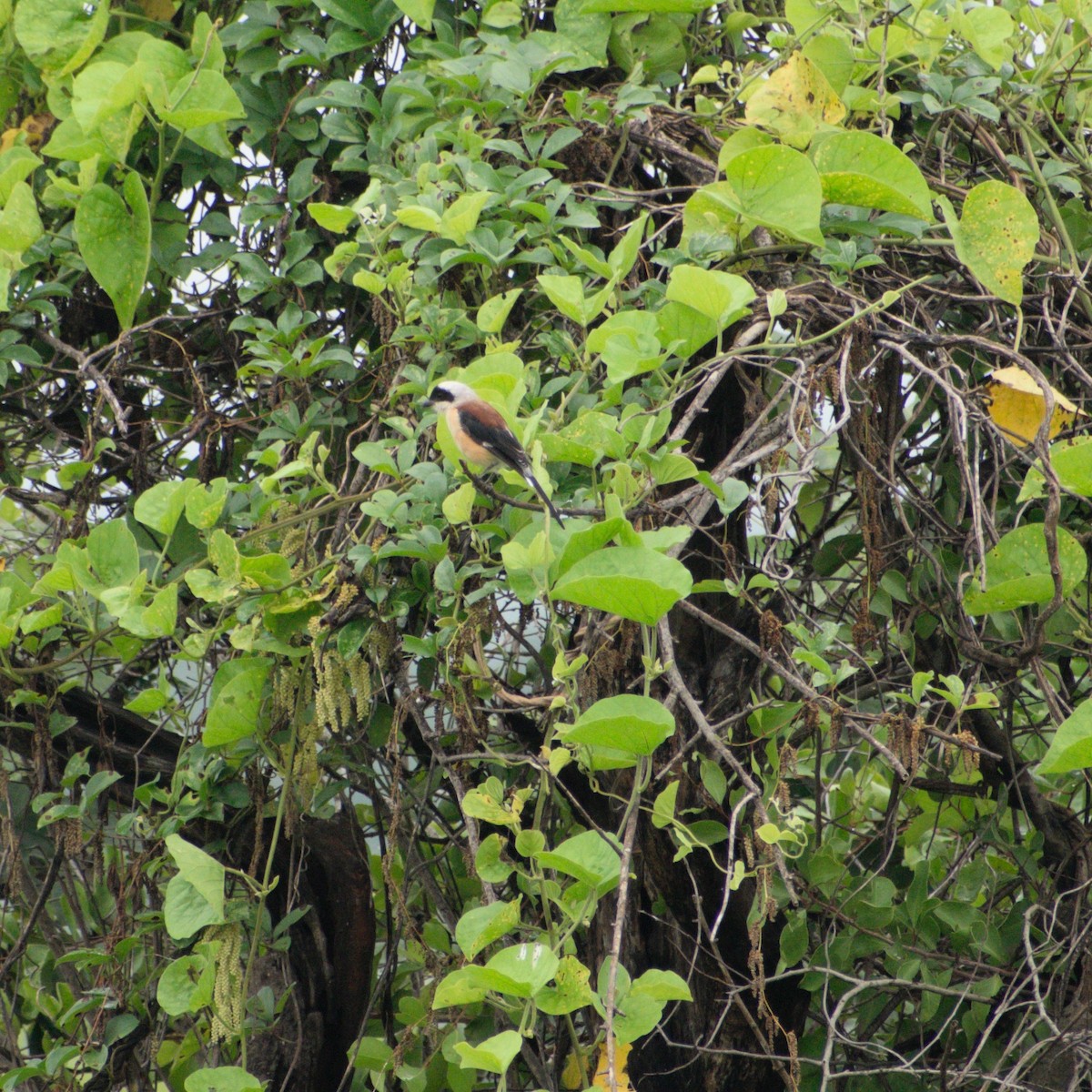 Bay-backed Shrike - ML642097276