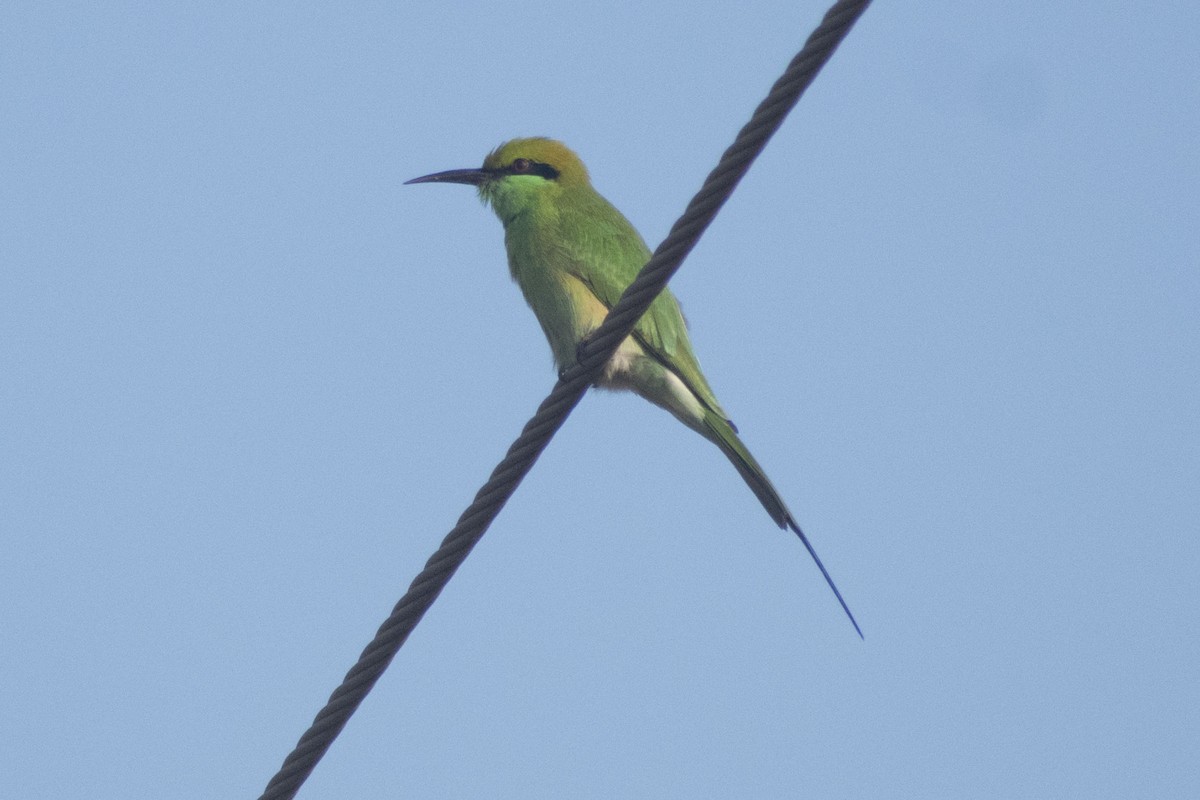 Asian Green Bee-eater - ML642097278