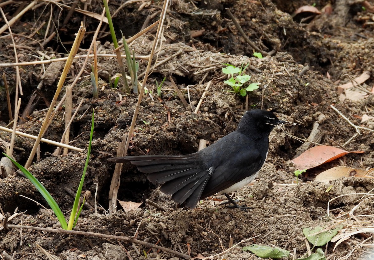 Willie-wagtail - ML642097284
