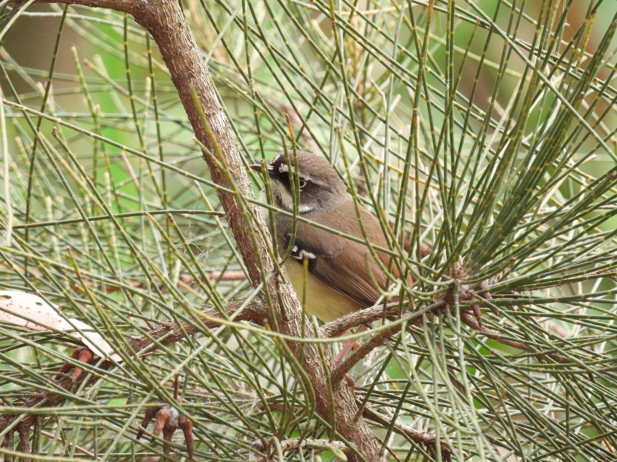 White-browed Scrubwren (White-browed) - ML642097288