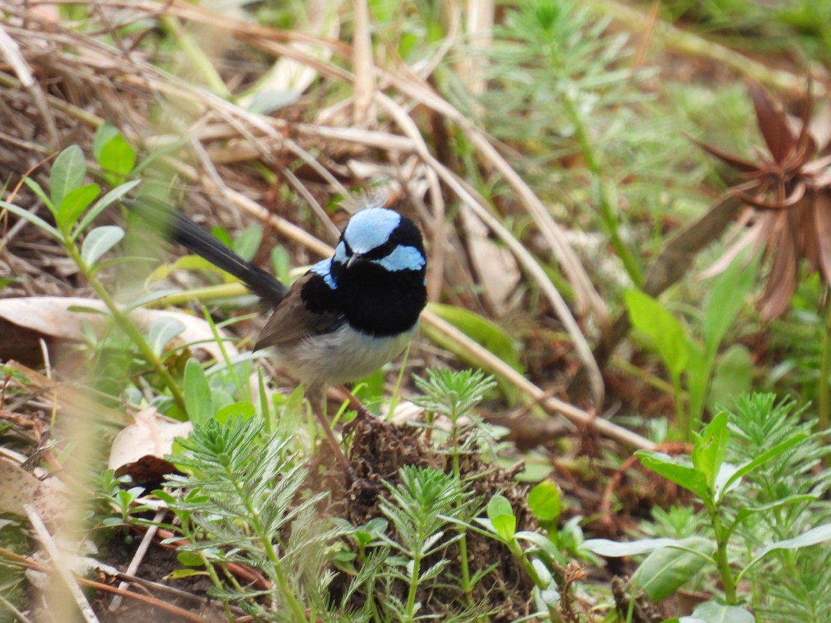 Superb Fairywren - ML642097294