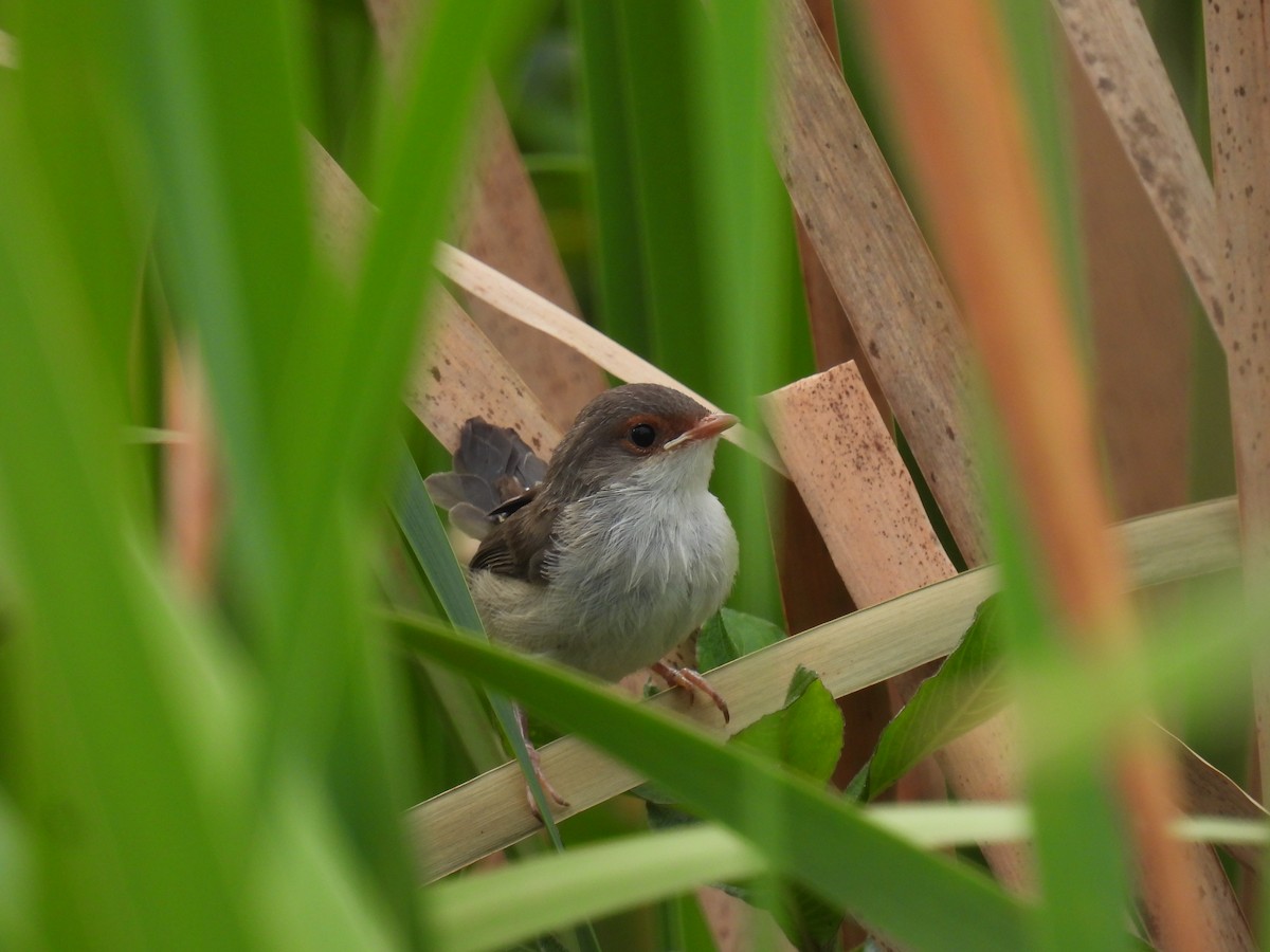 Superb Fairywren - ML642097295