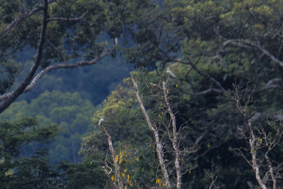 Large Green-Pigeon - ML642097299