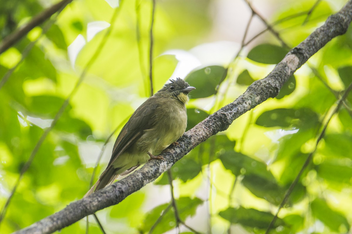 Finsch's Bulbul - ML642097306