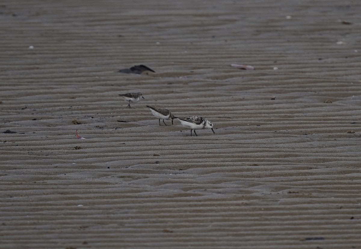 Sanderling - ML642097311