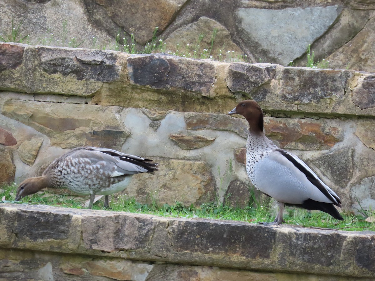 Canard à crinière - ML642097317