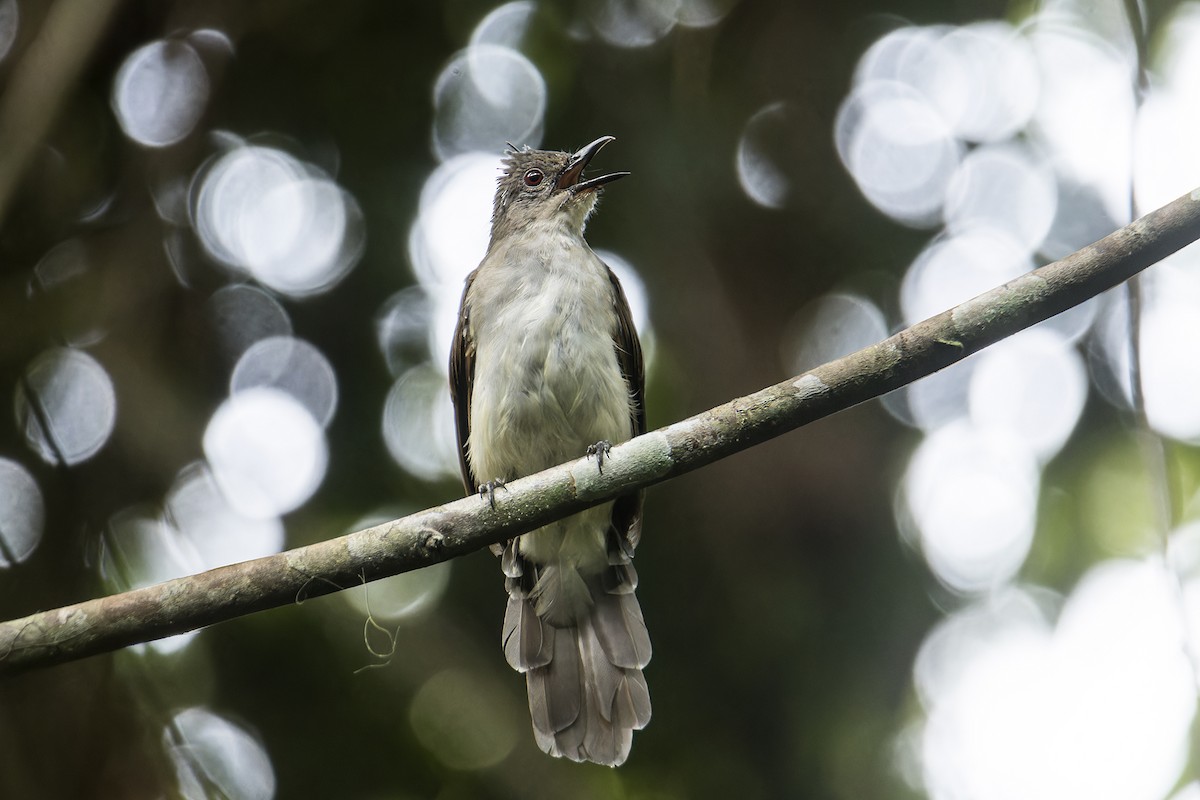 Bulbul laineux - ML642097326