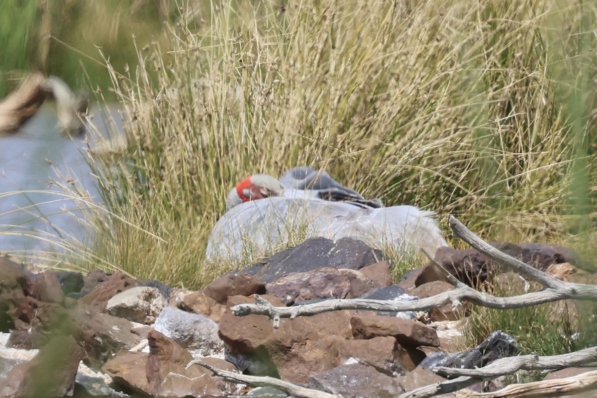 Grue brolga - ML642097327