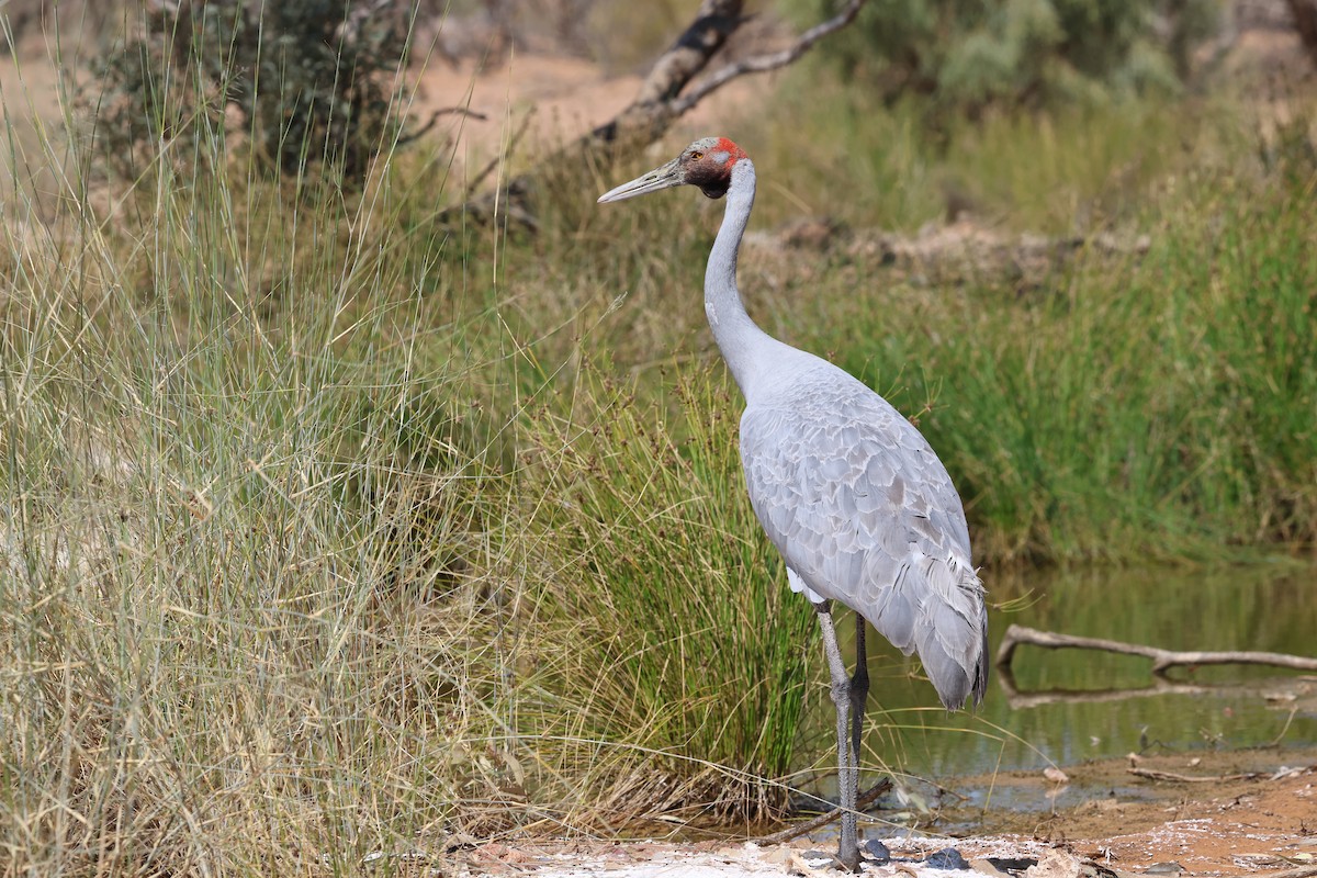 Grue brolga - ML642097328