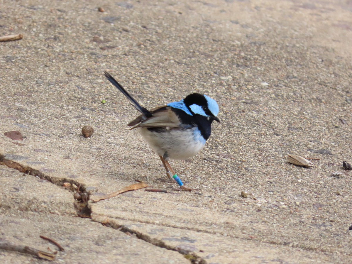 Superb Fairywren - ML642097330