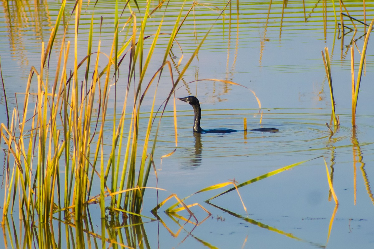 Cormoran de Vieillot - ML642097331