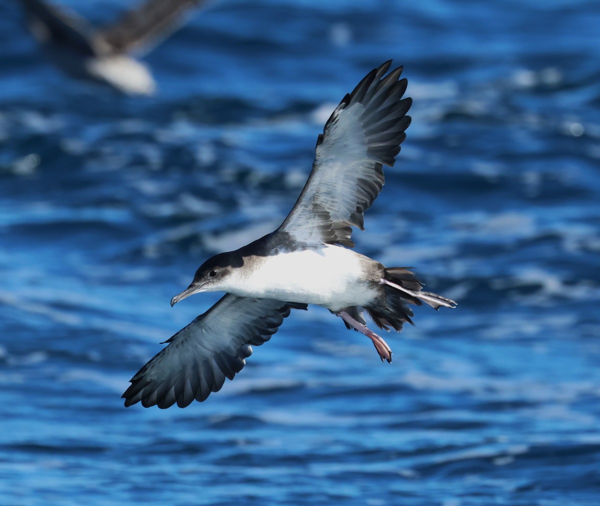 Puffin yelkouan - ML642097347
