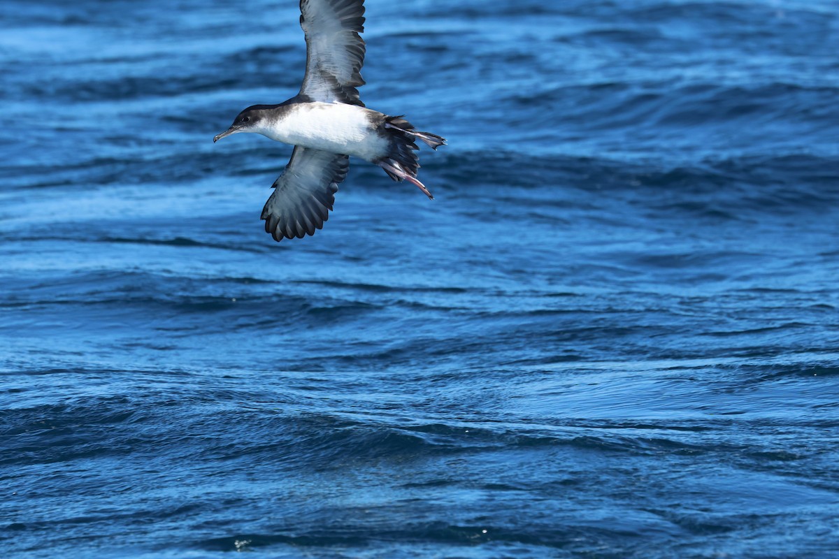 Puffin yelkouan - ML642097348