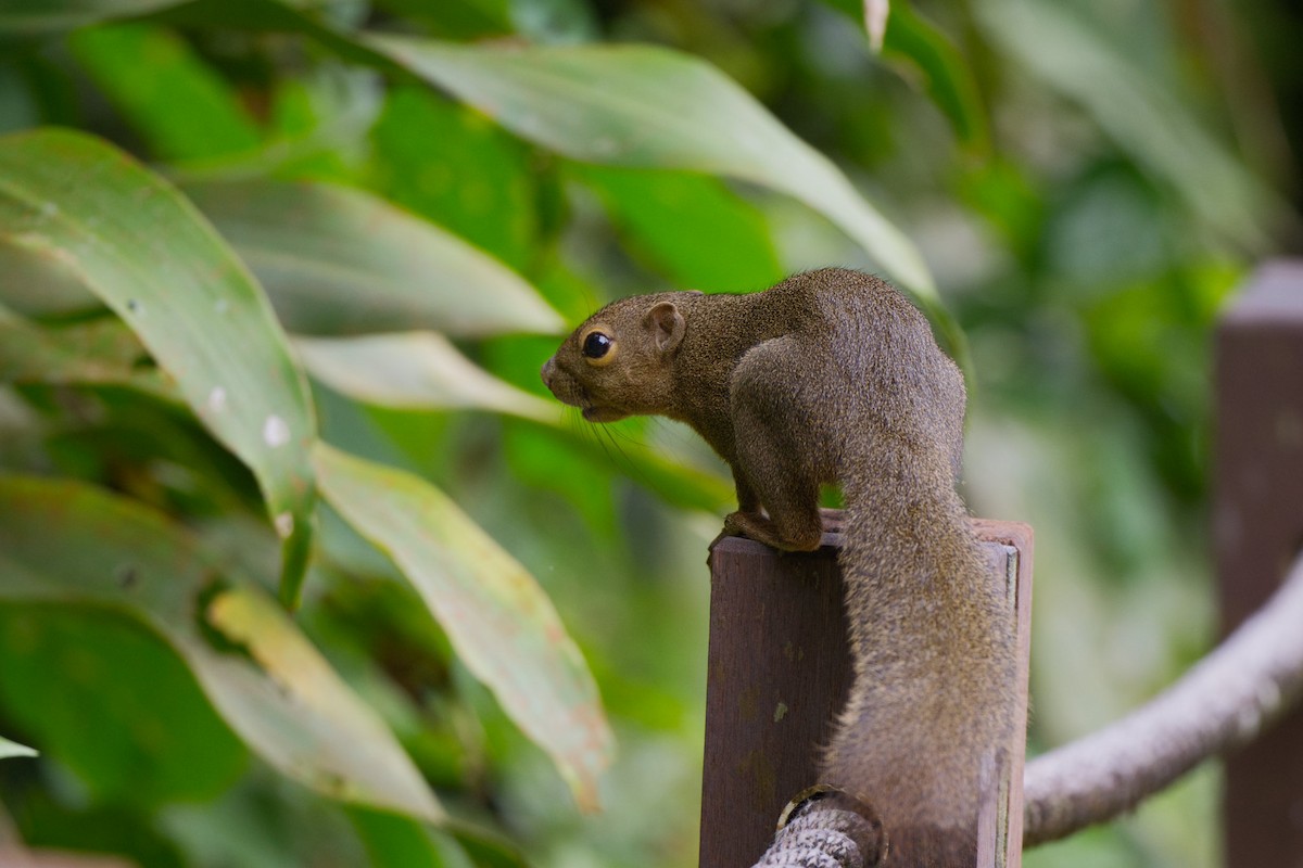 Plantain Squirrel - ML642097360