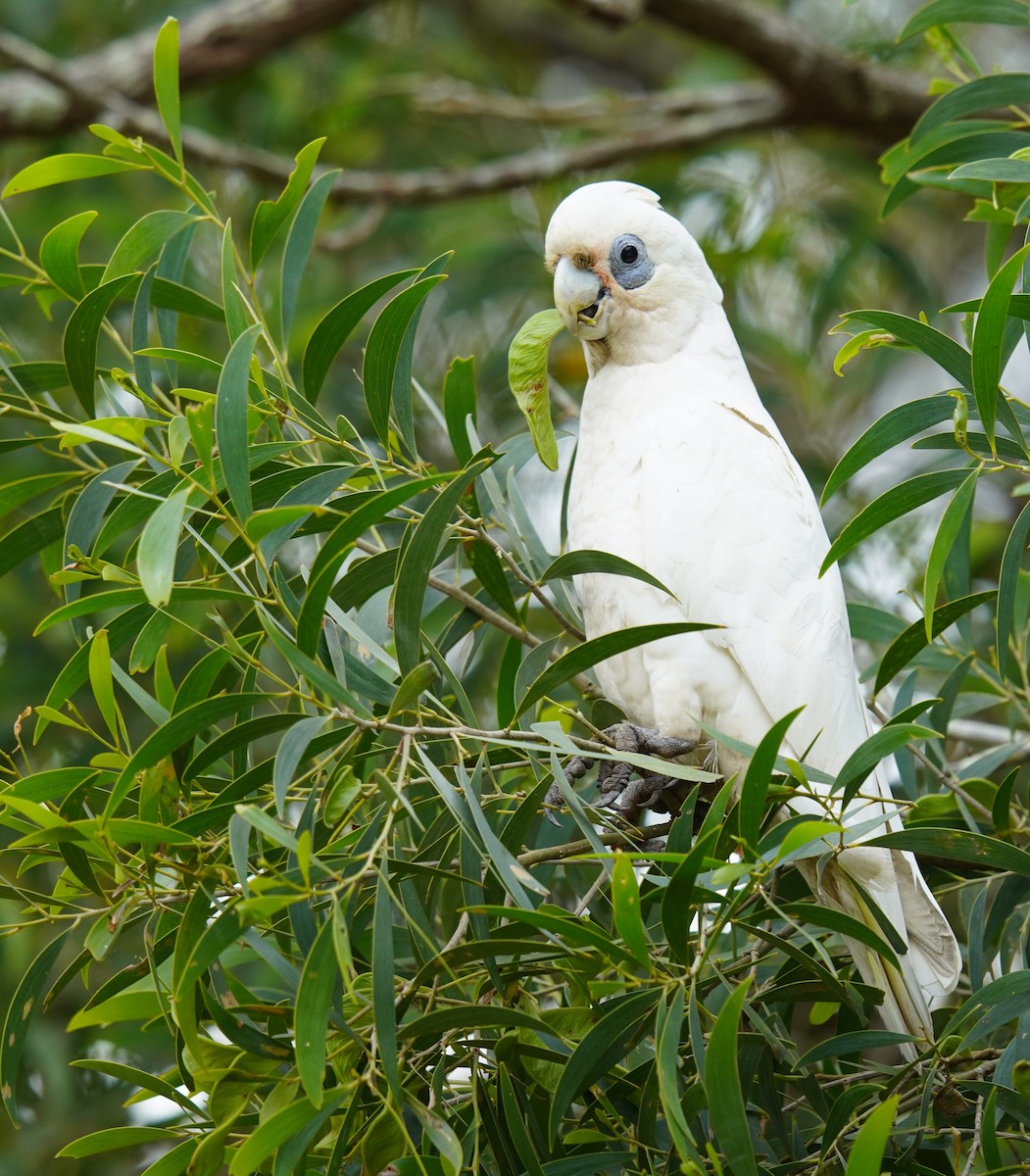 Cacatúa Sanguínea - ML642097362
