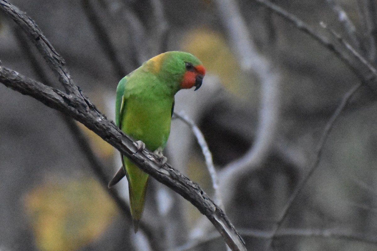 Little Lorikeet - ML642097407