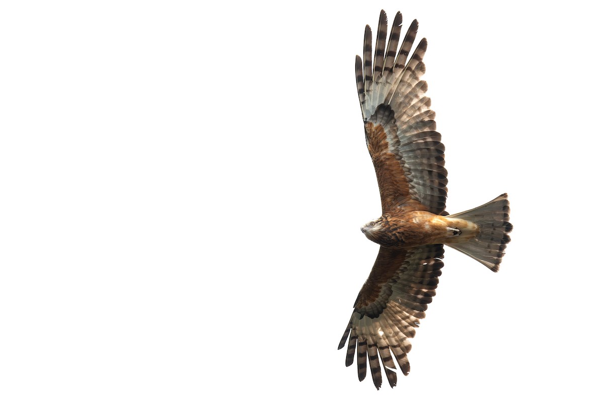 Square-tailed Kite - ML642097409