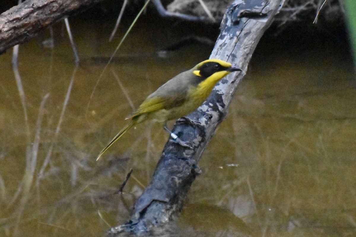 Yellow-tufted Honeyeater - ML642097410