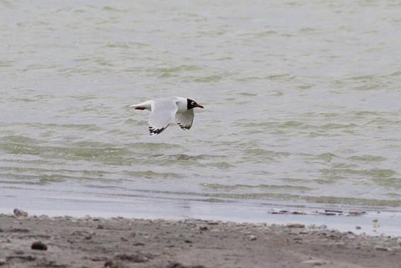 遺鷗 - ML642097426