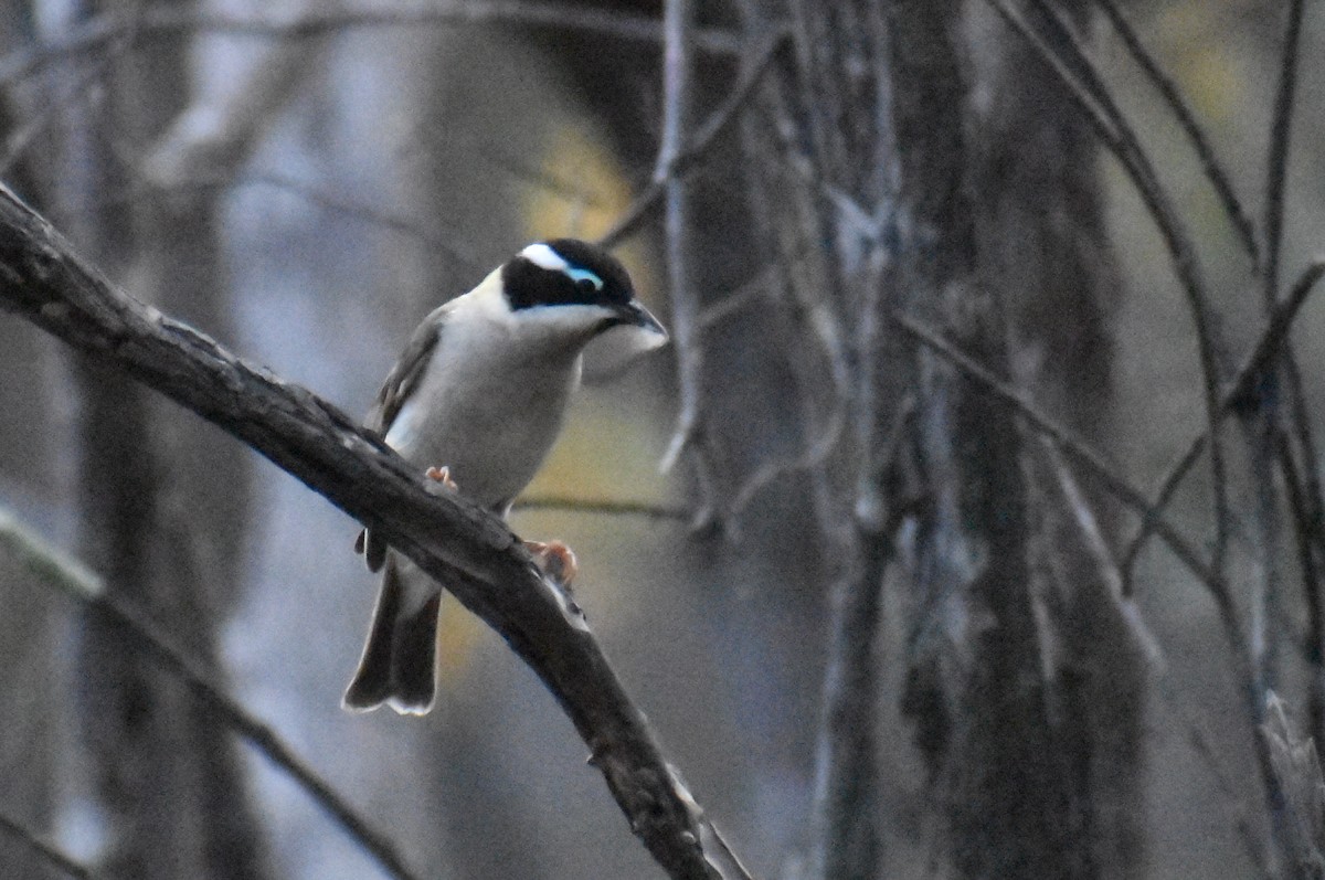 Black-chinned Honeyeater - ML642097428