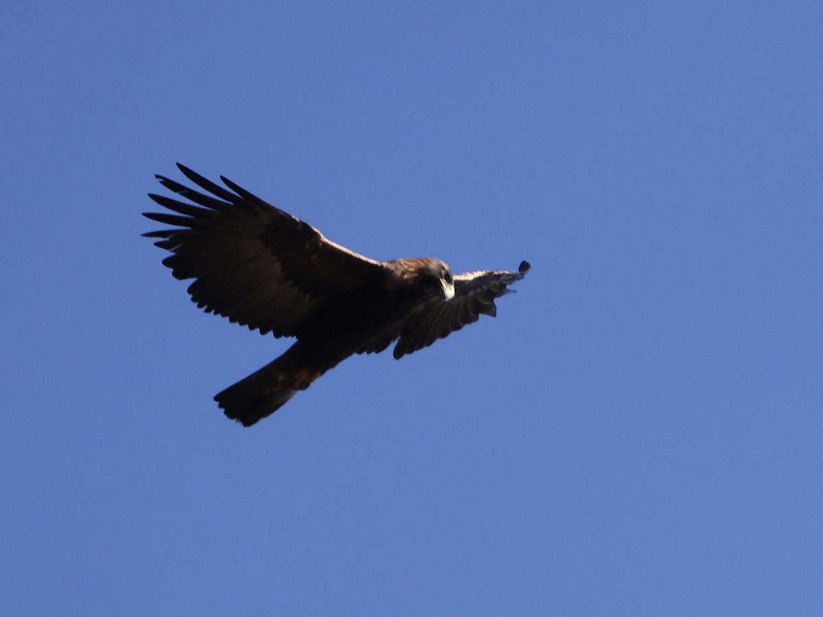 Golden Eagle - ML642097429