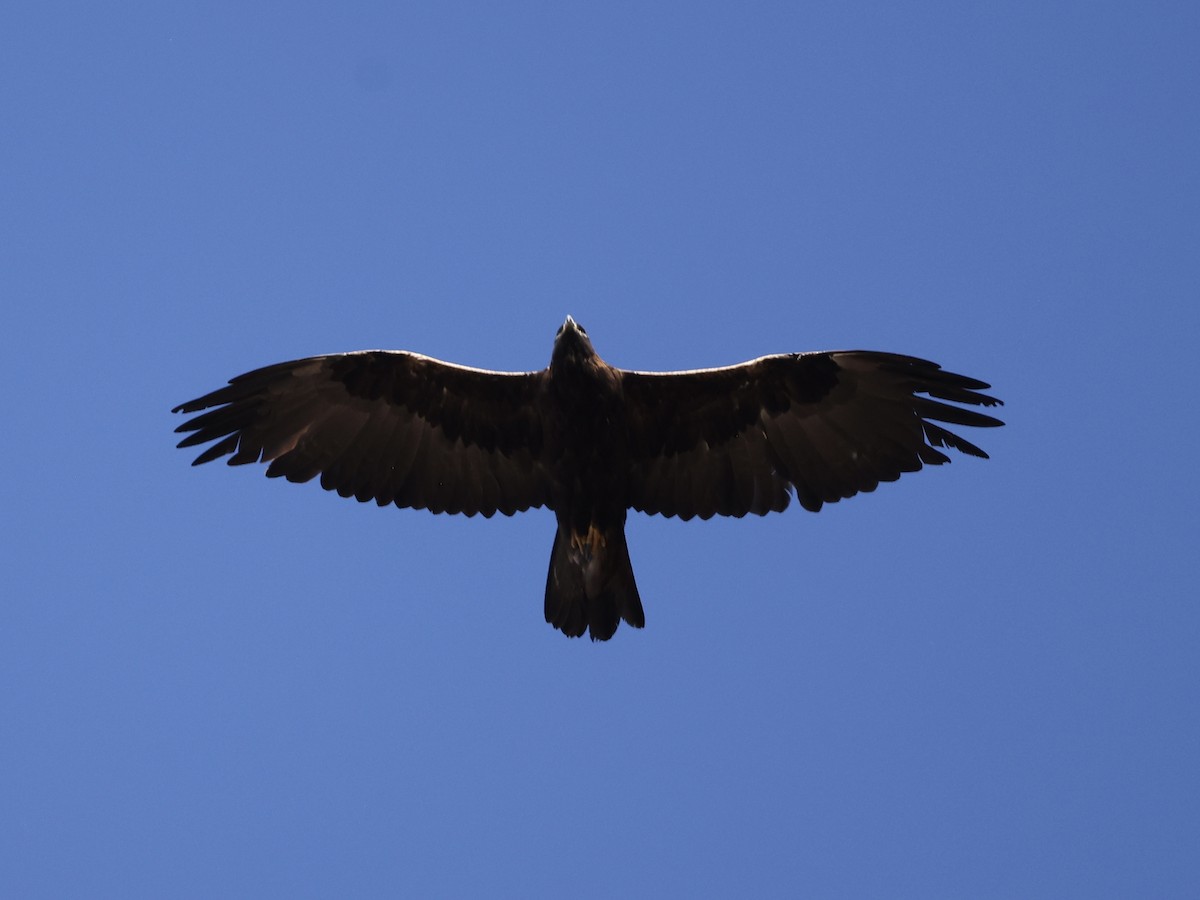 Golden Eagle - ML642097430