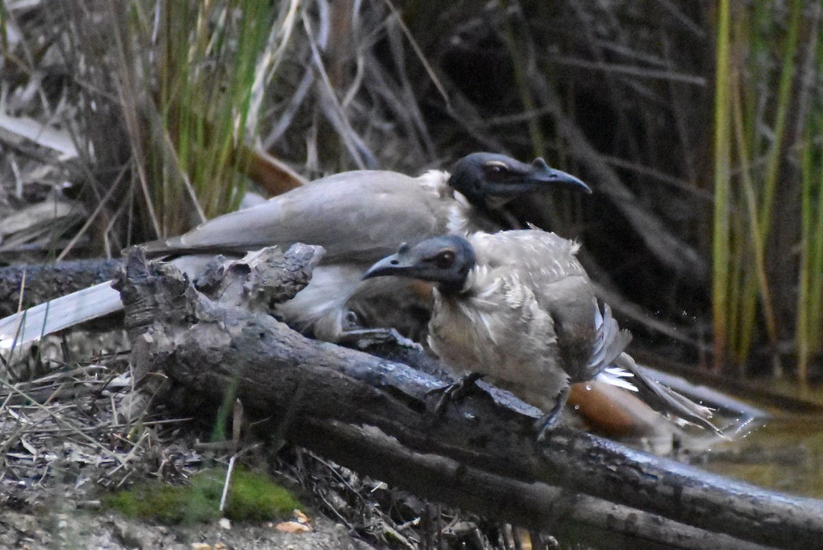 Noisy Friarbird - ML642097437