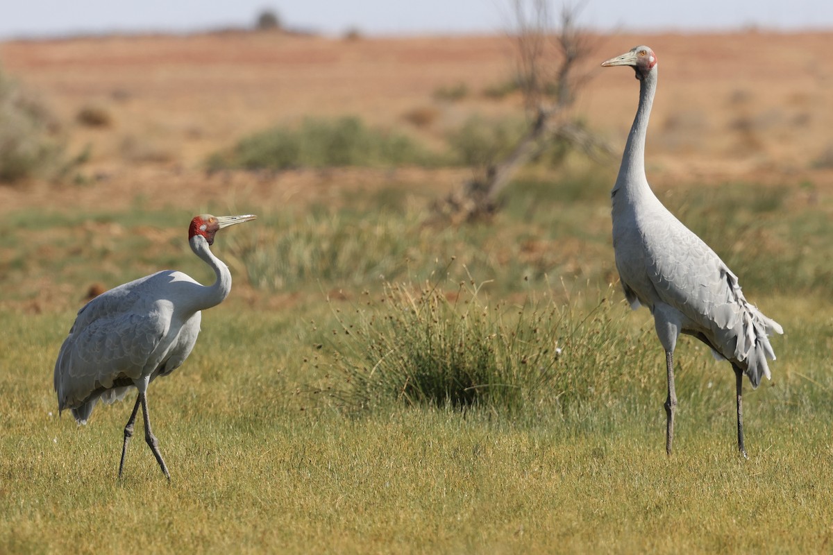 Brolga - ML642097439