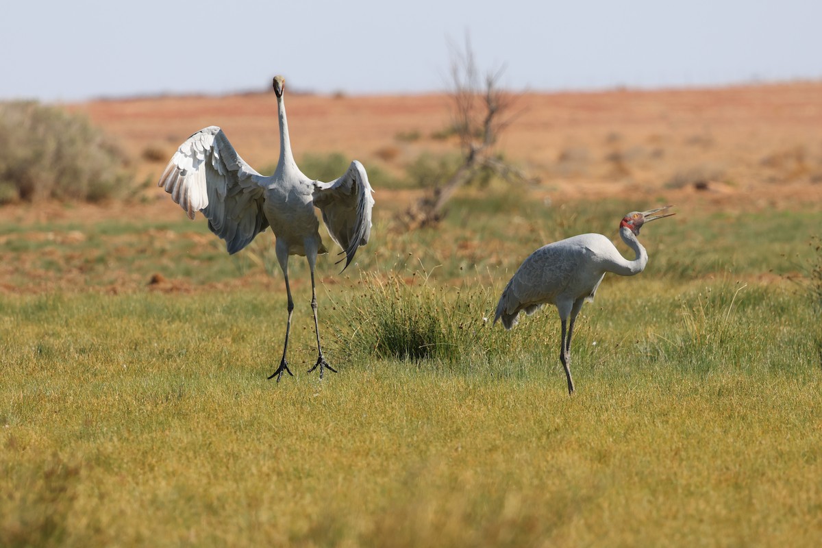 Brolga - ML642097440